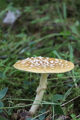 Mushrooms from Scandinavian forests among pines and grasses.