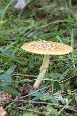 Mushroom from Scandinavia. Forest and Scandinavian mushrooms.