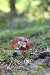 Mushrooms from Scandinavian forests among pines and grasses.