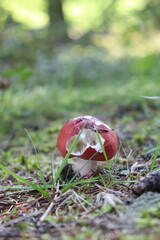 Mushroom from Scandinavia. Madhrom from forest.