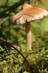Mushrooms from Scandinavian forests among pines and grasses.