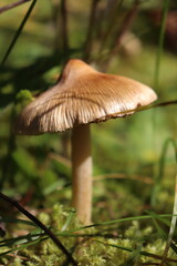 Mushroom from Scandinavia. Forest and Scandinavian mushrooms.