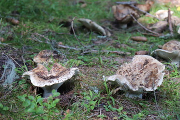 Mushrooms from Scandinavian forests among pines and grasses.