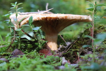 Mushrooms from Scandinavian forests among pines and grasses.
