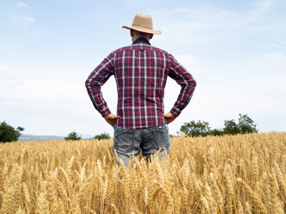 Naklejka na ściany i meble Male farmer with his back watching the wheat plantation. Organic cereal farming