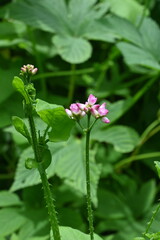 Persicaria senticosa flowers. Polygonaceae annual plants native to East Asia.Blooms from July to October with pink flowers and has small hard spines on the stems.