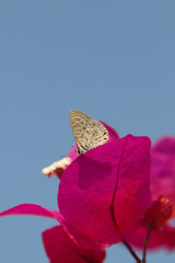 Closeup of a butterfly sitting on a flower