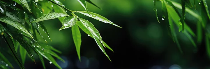 Foto auf Leinwand Horizontal banner of bamboo branches with raindrops. Place for text. Generative AI © 22_monkeyzzz