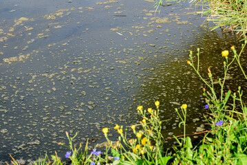 Water pollution by blooming blue green algae. green algae on the surface of the water. flowering water as background or texture