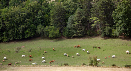 Fototapeta na wymiar white and brown cows graze in parc national des forets in the north of france