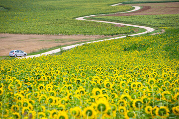 countryside in parc national des forets with fields and sunflowers