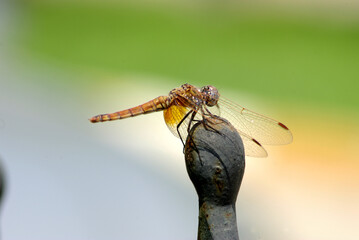 Close-up shot of a dragonfly resting in front of a blurry background in a sunny day