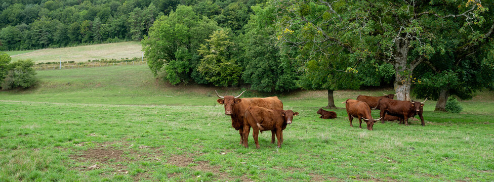 brown long horn cows and trees in french parc national de forets