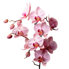 Pink orchid flowers against a transparent background