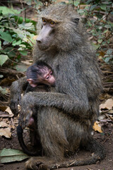 Portrait of a baby baboon (papio cynocephalus) with his mother in Manyara National Park, Tanzania.