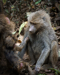 Portrait of a baby baboon (papio cynocephalus) with his mother in Manyara National Park, Tanzania.