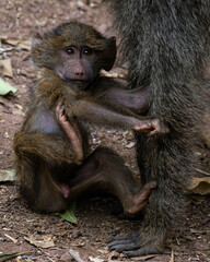Portrait of a baby baboon (papio cynocephalus) with his mother in Manyara National Park, Tanzania.