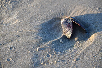 closeup of complete muscle shell on beach