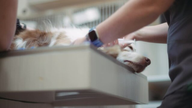 Australian Shepherd dog getting injection before the dental surgery. Slow motion. 