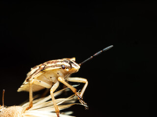 Graphosoma semipunctatum