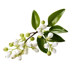 Fototapeten a mistletoe sprig with white berries isolated on a transparent background, generative ai © Perfect PNG