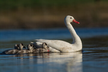 Coscoroba swan with cygnets swimming in a lagoon , La Pampa Province, Patagonia, Argentina.