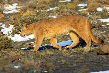 Fototapeta premium Puma walking in mountain environment, Torres del Paine National Park, Patagonia, Chile.
