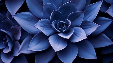 Succulent species agave attenuata leaves details, top view. Dragon plant. Cactus natural abstract floral pattern background, dark blue toned. luxuriant : Generative AI
