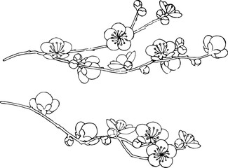 梅の花の線画2