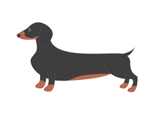 Dachshund dog breed. Domestic family puppy, sausage doggy cartoon vector illustration