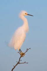Snowy Egret, Egretta thula , perched, La Pampa Province, Patagonia, Argentina.
