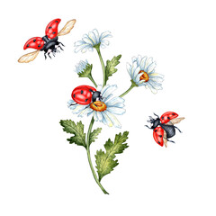 Watercolor illustration sprig of white daisies and red ladybugs. Meadow flower arrangement of flying insects and chamomile. Great pattern for kitchen, home decor, stationery, wedding invitations.