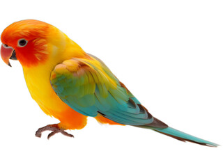 Obraz premium Transparent Perch: Lovebird's Contemplation