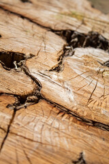 Fototapeta na wymiar Old sawn tree trunk, close-up texture photograph