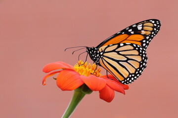 monarch butterfly, papillon monarque