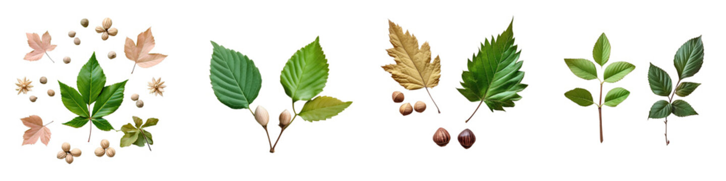 Png Set Top view of isolated hazelnut and privet leaves on a transparent background
