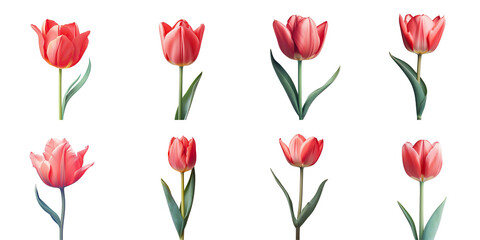 Png Set red tulip against transparent background