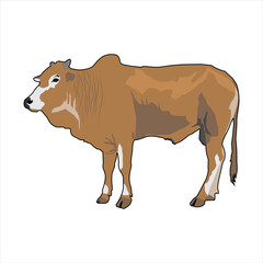 The Male Brown Bull