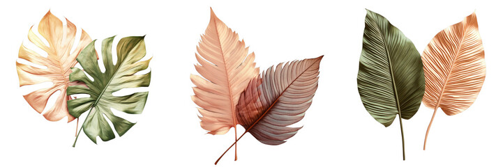 Png Set tropical leaf obtained by drying transparent background