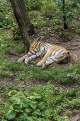 Naklejka na ściany i meble Siberian tiger sleeping on the ground