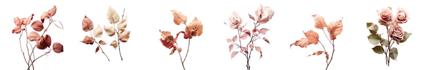 Png Set Rose leaves dried and isolated transparent background