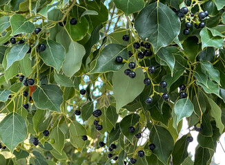 The fruits of the camphor tree (lat. - Cinnamomum camphora)