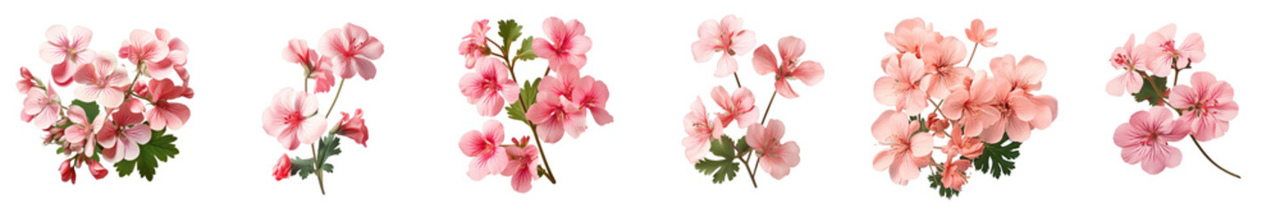Png Set Rose Geranium flowers newly picked on a transparent background - obrazy, fototapety, plakaty