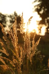Fototapeta premium Beautiful view of reed grass growing in meadow at sunset
