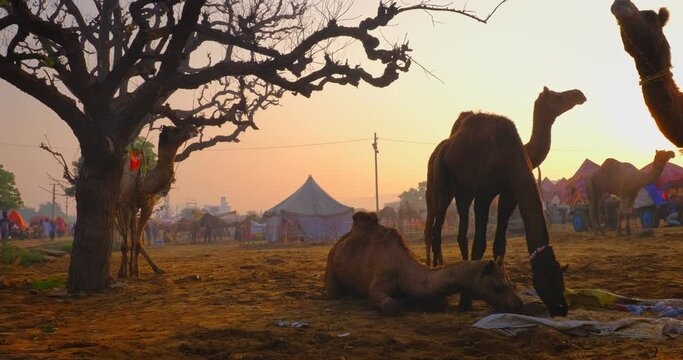Famous indian camels trade Pushkar mela camel fair festival in field. Camels eating chewing at sunrise. Pushkar, Rajasthan, India. Horizontal panning
