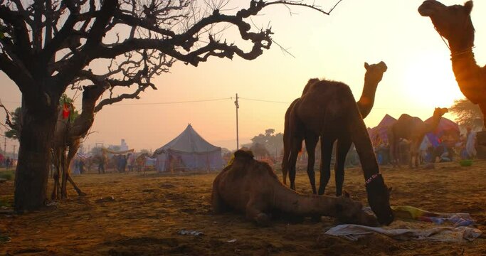 Famous indian camels trade Pushkar mela camel fair festival in field. Camels eating chewing at sunset. Pushkar, Rajasthan, India. Horizontal camera panning