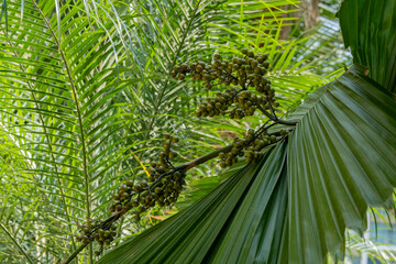 Green seeds growing on a tropical palm tree. Exotic plants growing in the tropics.