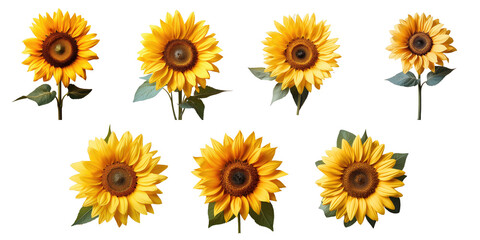 Png Set Sunflower isolated on transparent background