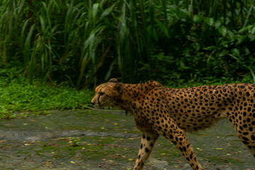 Cheetah Male walking along the riverbed in the Kgalagadi