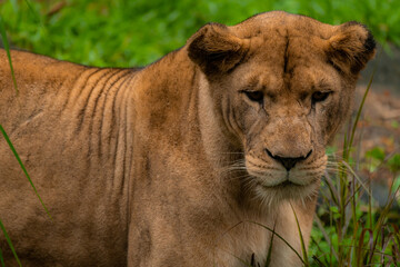 Head portrait of a lioness looking at the camera